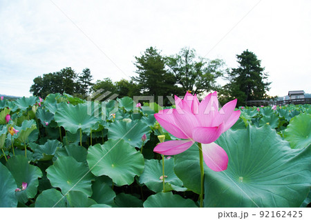 ハス8593 ハス8593 92162425