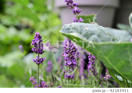 Flowering lavender next to a cabbage plant as a close up 92163451