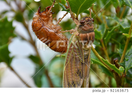雨中のセミの羽化　アブラゼミの羽化 92163675