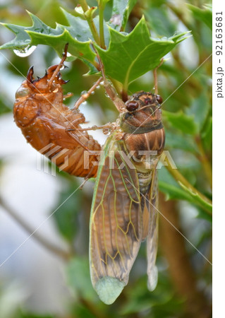 雨中のセミの羽化　アブラゼミの羽化 92163681