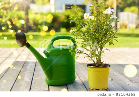 watering can and rose flower seedling in garden watering can and rose flower seedling in garden 92164268