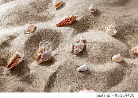 different sea shells on beach sand 92164420