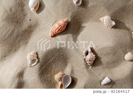 different sea shells on beach sand different sea shells on beach sand 92164517