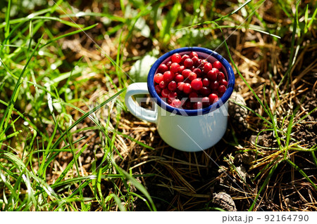 ripe cranberries in camp mug on grass ripe cranberries in camp mug on grass 92164790