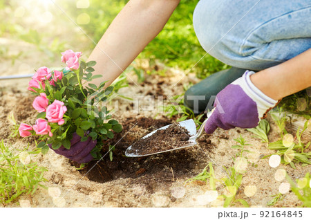 woman planting rose flowers at summer garden woman planting rose flowers at summer garden 92164845