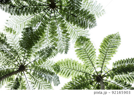 下から見るヒカゲヘゴ　奄美大島 92165903