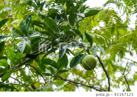 Lime fruits on tree branch 92167123