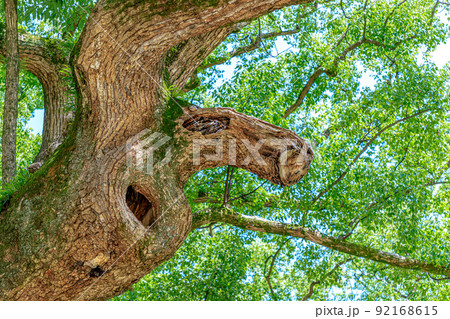 夏の宇美八幡宮　御神木　福岡県宇美町 92168615