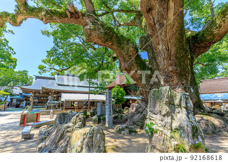 夏の宇美八幡宮 御神木 福岡県宇美町 夏の宇美八幡宮 御神木 福岡県宇美町 92168618