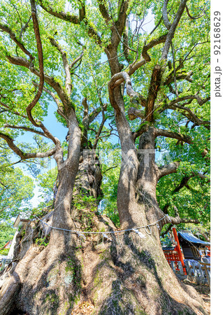夏の宇美八幡宮 御神木 福岡県宇美町 夏の宇美八幡宮 御神木 福岡県宇美町 92168629