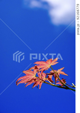 秋晴れの青空に浮かぶ白い雲と赤い紅葉の葉 92168779