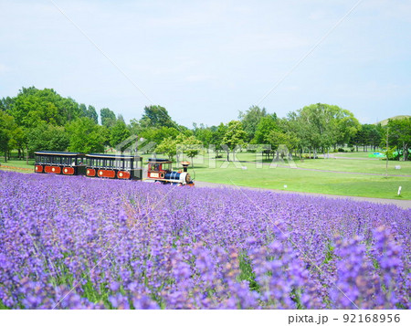 北海道の絶景 ラベンダー畑と遊覧SLバス 92168956