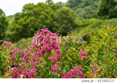 イッサイサルスベリの花と実 イッサイサルスベリの花と実 92169223