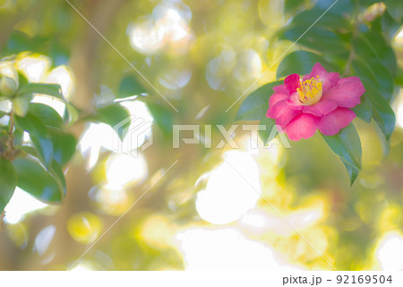 山茶花 92169504