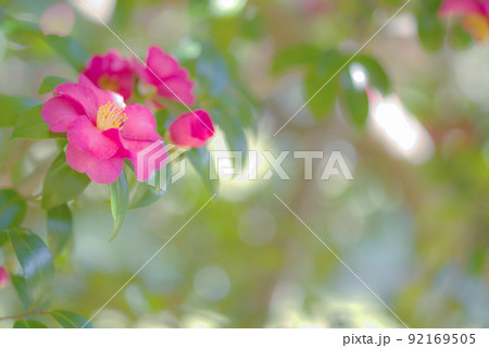 山茶花 92169505