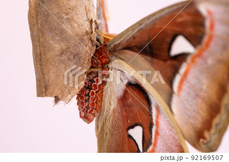 Luxurious large butterfly got out of the cocoon and dries its wings. Attacus atlas Luxurious large butterfly got out of the cocoon and dries its wings. Attacus atlas 92169507