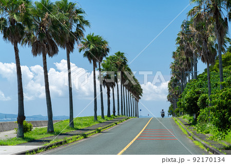 椰子の木が並ぶ道 92170134