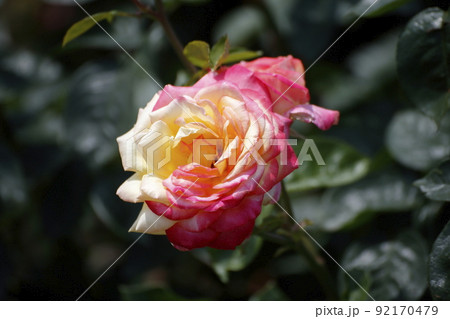 荒尾市 おもやい市民花壇 バラの花、 荒尾市 おもやい市民花壇 バラの花、 92170479
