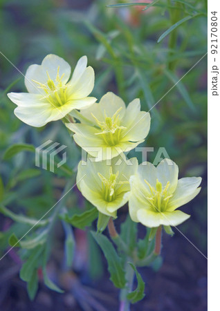 薄暮の微かな光で描いた四輪のマツヨイグサ 薄暮の微かな光で描いた四輪のマツヨイグサ 92170804