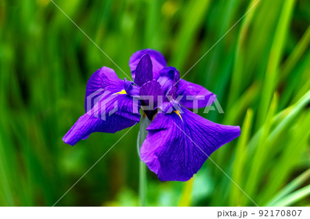 Bright purple iris flower in the green grass on a sunny summer day. Bright purple iris flower in the green grass on a sunny summer day. 92170807