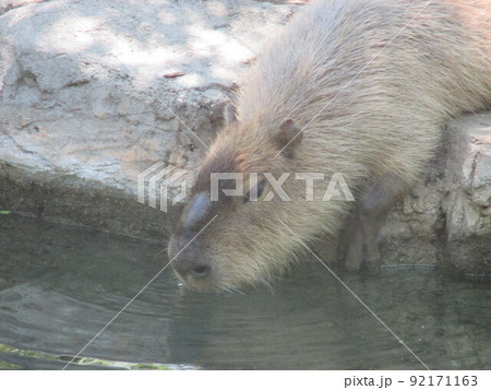 とぼけた顔をして愛嬌のある可愛らしいカピバラ 92171163