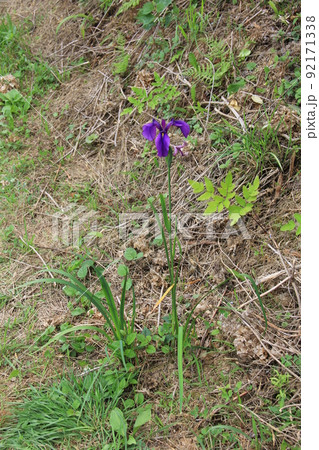 初夏の花/濃い青紫色の「ハナショウブ」 92171338