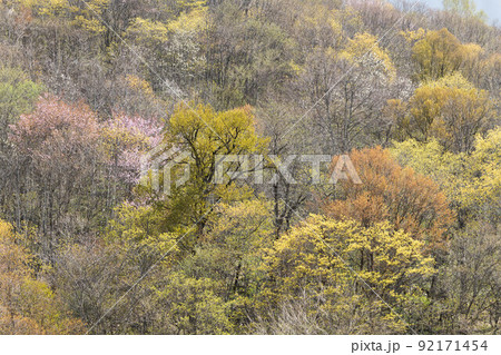 サクラやコブシが咲く芽吹きの森 92171454