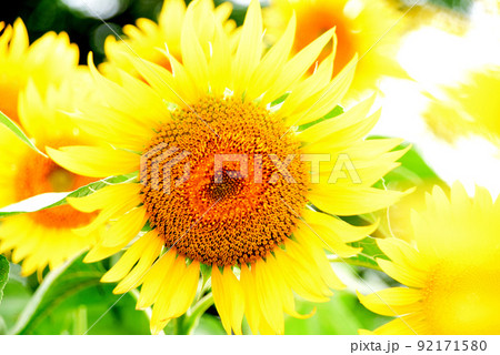 ひまわり 92171580