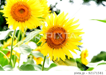 ひまわり 92171581