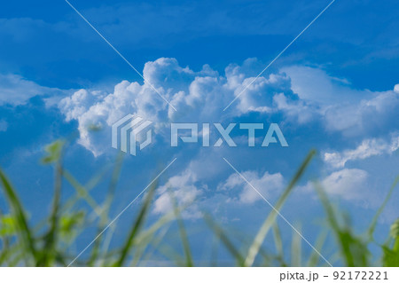 草木ごしに見上げる空 92172221