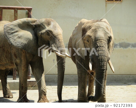 動物園にいた巨大なアフリカゾウ 動物園にいた巨大なアフリカゾウ 92172393