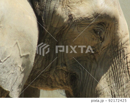 動物園にいた巨大なアフリカゾウ 92172425