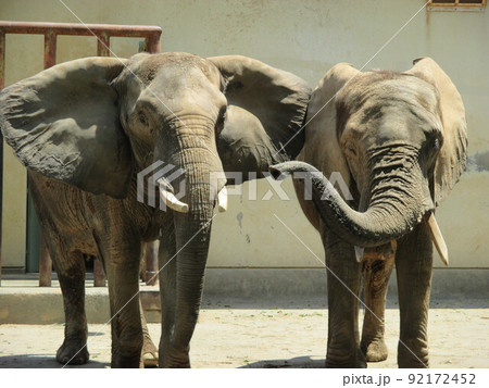 動物園にいた巨大なアフリカゾウ 92172452