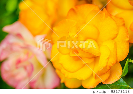 黄色いバラ　サハラ 92173118