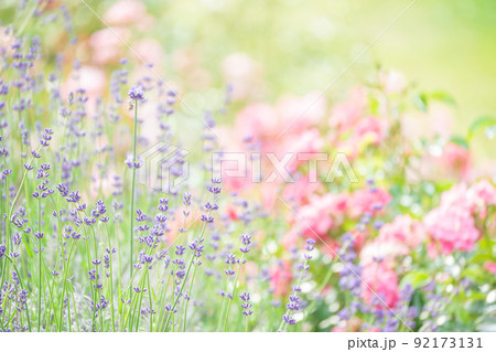 ラベンダー 92173131