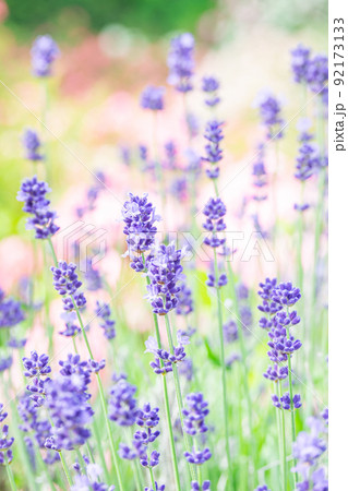 イングリッシュラベンダー イングリッシュラベンダー 92173133