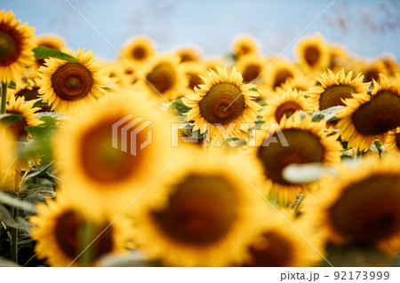 Wonderful panoramic view of field of sunflowers by summertime 92173999