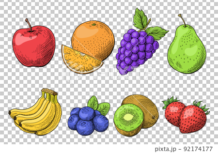 Fruit line drawing illustration, hand drawn sketch, vector material on white background, fruit illustration. Line drawing and painting. 92174177