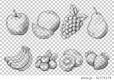 Fruit line drawing illustration, hand drawn sketch, vector material on white background, fruit illustration. Black line drawing. Fruit line drawing illustration, hand drawn sketch, vector material on white background, fruit illustration. Black line drawing. 92174179