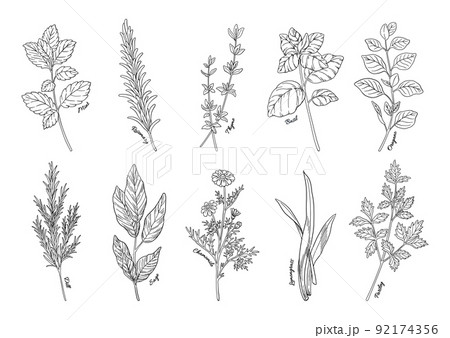 ハーブのイラスト, 手描きの挿絵素材, 香草植物のセット, 料理やアロマの材料. 線画. 92174356