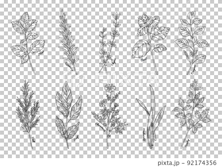 ハーブのイラスト, 手描きの挿絵素材, 香草植物のセット, 料理やアロマの材料. 線画. 92174356