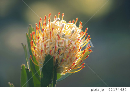 一輪のピンクッションが優雅さ語る 92174482