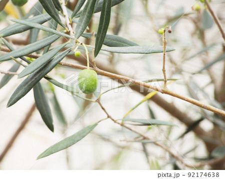 オリーブの木 92174638