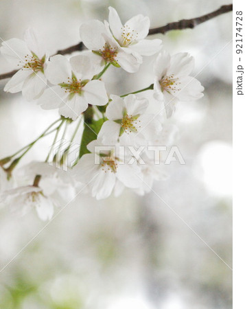 桜 桜 92174728