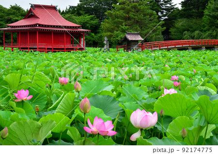 夏の猿賀公園 夏の猿賀公園 92174775