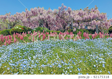 せらふじ園 92175318