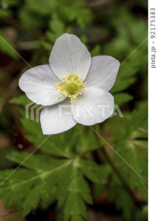 白いイチリンソウの花 92175383