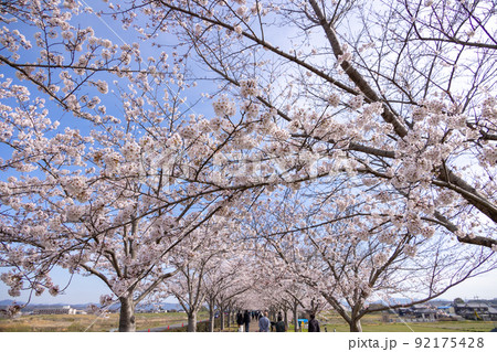 おの桜づつみ回廊 92175428