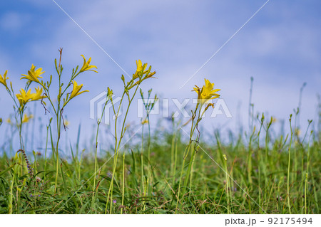 （静岡県）南伊豆町奥石廊崎のユウスゲ 92175494