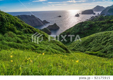 （静岡県）南伊豆町奥石廊崎のユウスゲ 92175915